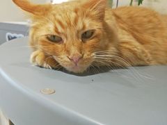 -藏猫猫咖啡主题馆(中央大道店)