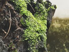 -独树成林