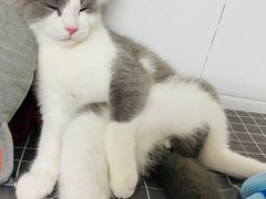 -屋虎猫馆(宝安大仟里店)