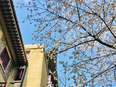 -武汉大学-樱园