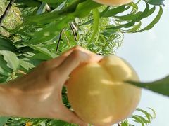 -樂桃源奉贤黄桃种植采摘基地