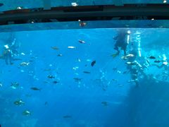 -瑞德姆美人鱼海底演艺主题餐厅(亚龙湾店)
