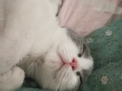 -喵zoo家庭繁育猫舍(尖东智能花园店)