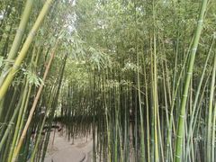 -泰山风景名胜区-普照寺