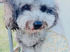 -春花秋色城市公园