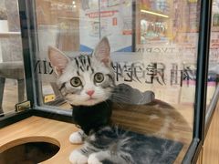 -袖虎·猫馆(体育西路店)