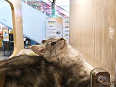 -屋虎猫馆(宝安大仟里店)