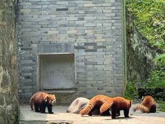-都江堰中华大熊猫苑