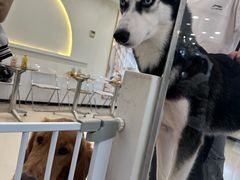 -共舞时光猫咖·狗咖(新街口店)