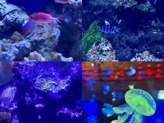 -华夏文旅海洋公园