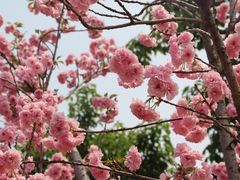 -天适樱花悠乐园