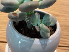 -Peet's Coffee皮爷咖啡(万象天地店)