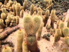 -深圳仙湖植物园