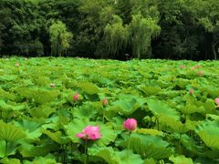 -高子水居