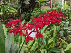 -中国科学院西双版纳热带植物园