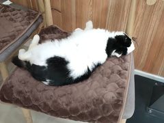 -宠福鑫动物医院(望京分院)