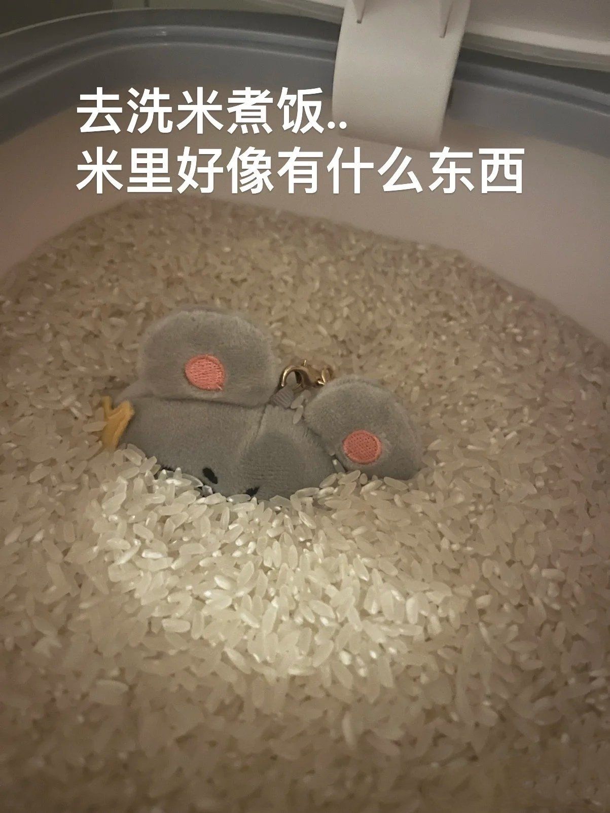 求助:米里面进老鼠了还能吃吗?