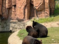 -石家庄市动物园