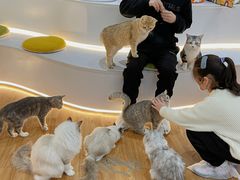 -COLOR PETS 撸猫馆·购猫·猫咖(长风大悦城店)