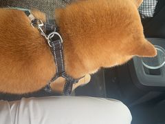 -纳吉亚猫专科动物医院·北北分院