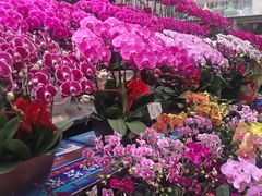 -秦美花卉(天朗·莱茵小城2期店)