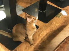 -猫小院猫主题餐厅(三里屯店)