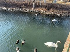 -长白岛森林公园