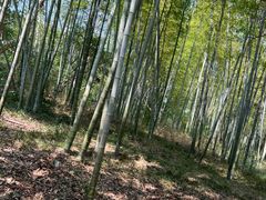 -善卷洞风景区