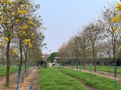 -天适樱花悠乐园