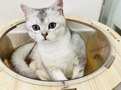 -有喵·猫咖·狗咖·40+猫狗有小奶狗(岗厦店)