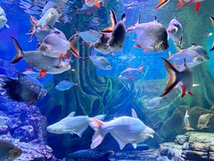 -上海海洋水族馆