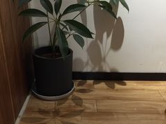 景观位-琥珀咖啡 Ambercoffee