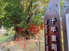 -蔡家宅
