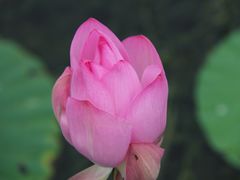 -翠湖国家城市湿地公园