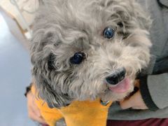 -瑞鹏宠物医院·爱宠堂·骨外专科(西荷分院)