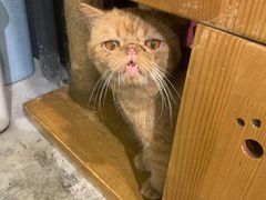 -more than meow吴止猫主题餐厅(承德 中船汇店)