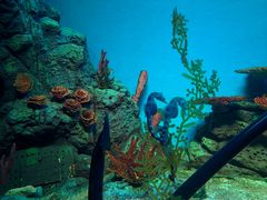 -上海海洋水族馆