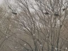 -北京麋鹿生态实验中心