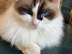 -喵喵咪呀布偶猫咖(春熙路店)