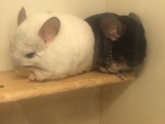 -龙猫仔乐园(惠福东路店)