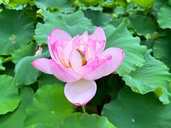 -陈家山荷花公园