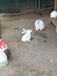 -上美四季动物农场