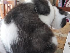 -海边的猫和咖啡馆