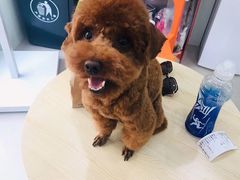 -佳雯宠物医院(金华南路分院)