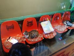 -猫咪博物馆(顶澳仔猫街店)
