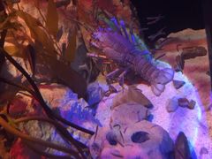 -悉尼海洋生物水族馆
