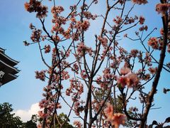 -王借岗森林公园