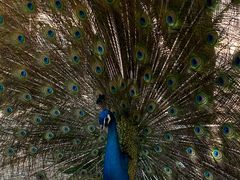 -泉州海丝野生动物世界