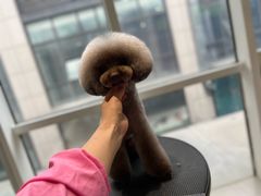 -爱宠屋pet shop·宠物洗澡·宠物美容