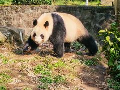 -都江堰中华大熊猫苑